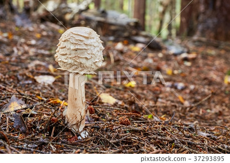 Chlorophyllum olivieri in the natural environment. Chlorophyllum olivieri in the natural environment. 37293895