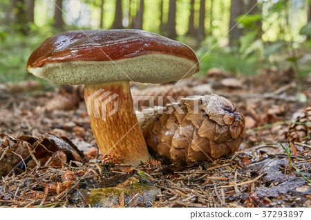 Imleria badia. Fungus in the natural environment. 37293897