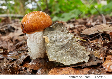 Leccinum aurantiacum in the natural environment. 37293898