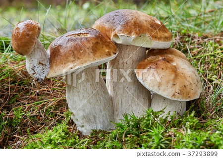 Boletus edulis. Fungus in the natural environment. Boletus edulis. Fungus in the natural environment. 37293899