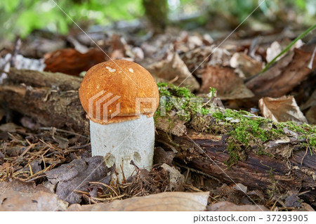 Leccinum aurantiacum in the natural environment. 37293905
