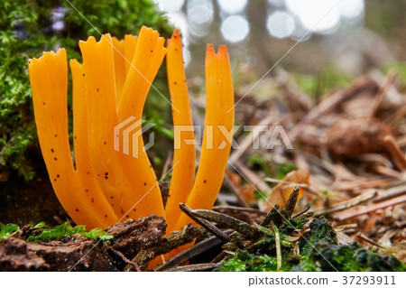 Calocera viscosa in the natural environment. 37293911