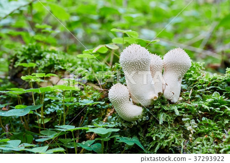 Lycoperdon perlatum in the natural environment. Lycoperdon perlatum in the natural environment. 37293922