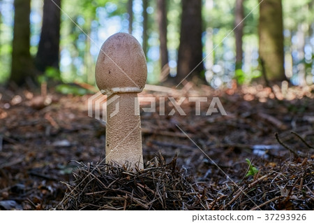 Macrolepiota procera in the natural environment. 37293926