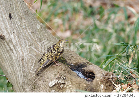 虎斑地鶇 37294343