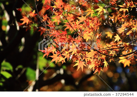 Hikoku-ji Temple, Autumn leaves, Kamakura, Rinsei 37294544