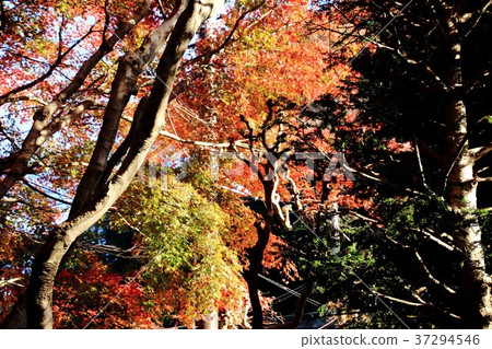 Hokoku-ji Temple, Garden, Autumn leaves, Kamakura, Rinse 37294546
