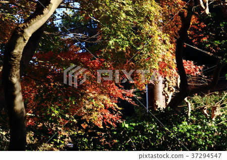 Hokoku-ji Temple, Garden, Autumn leaves, Kamakura, Rinse 37294547