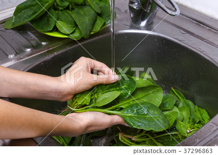 Woman Hands Washing Spinach in the kitchen 37296863