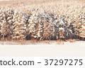 Very beautiful snow-covered forest at sunset 37297275
