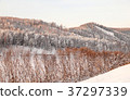Very beautiful snow-covered forest at sunset 37297339