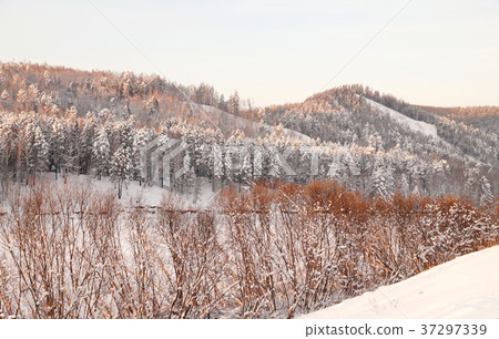 Very beautiful snow-covered forest at sunset Very beautiful snow-covered forest at sunset 37297339