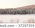 Very beautiful snow-covered forest at sunset 37297359