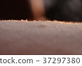 Photo background, macro snow in sunset light 37297380