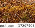 Photo forest background. Autumn forest litter 37297503