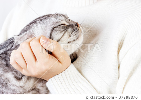 Happy kitten likes being stroked by woman hand 37298876