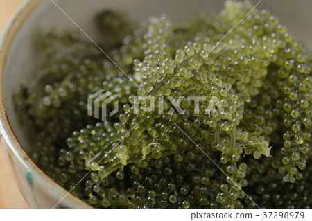    Sea grapes 37298979