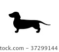 dachshund, dog, dogs 37299144
