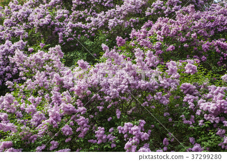 Spring blossoming lilac 37299280