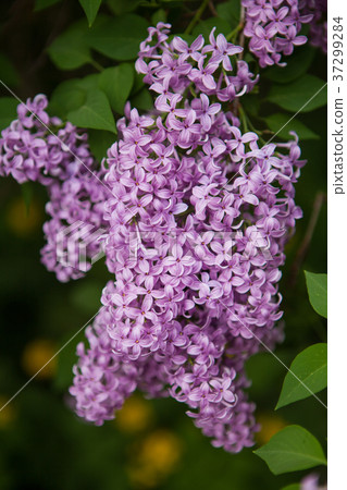 Spring blossoming lilac 37299284