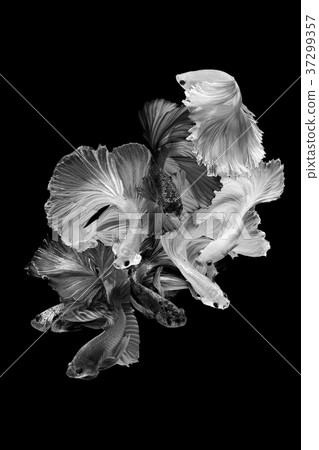 Close up art movement of Betta fish Close up art movement of Betta fish 37299357