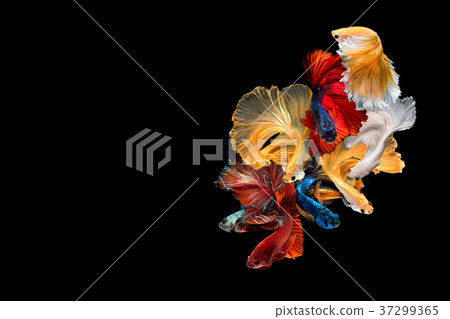 Close up art movement of Betta fish Close up art movement of Betta fish 37299365