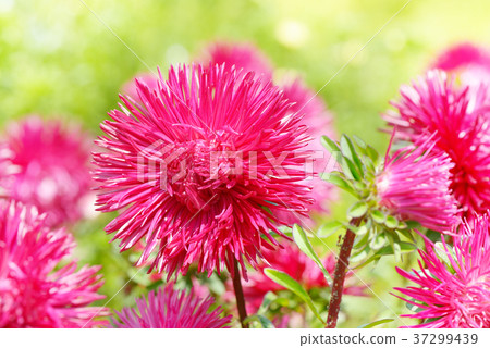 Flowerbed of multi-colored asters. Flowerbed of multi-colored asters. 37299439