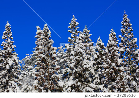 冬季森林 冬季森林 37299536