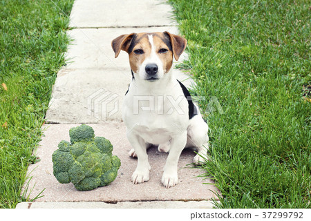 Jack russell Terrier Dog sitting with broccoli Jack russell Terrier Dog sitting with broccoli 37299792