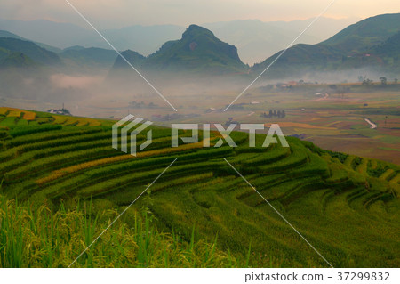 Vietnam Tu Le Yen Bai Rice terrace landscape Vietnam Tu Le Yen Bai Rice terrace landscape 37299832