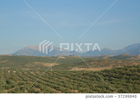 Spanish olive groves Spanish olive groves 37299848