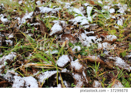 雪在草地上 37299878