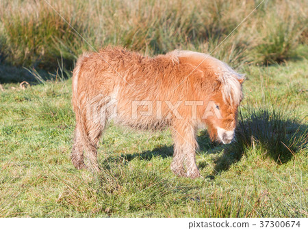 Shetlandpony in the Netherlands Shetlandpony in the Netherlands 37300674