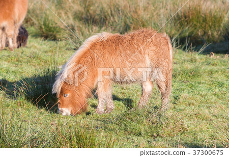 Shetlandpony in the Netherlands Shetlandpony in the Netherlands 37300675
