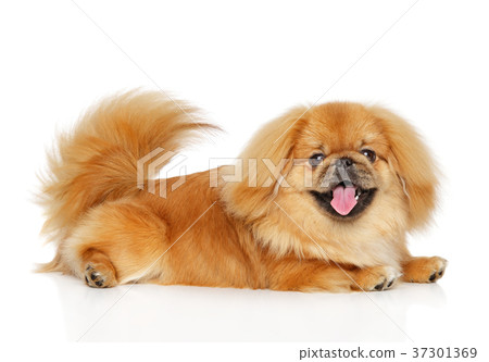 Happy Pekingese dog on white background 37301369