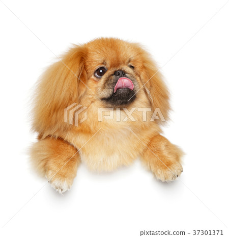 Pekingese dog on white background Pekingese dog on white background 37301371