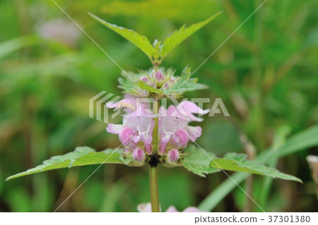 Odorikosou Odorikosou 37301380