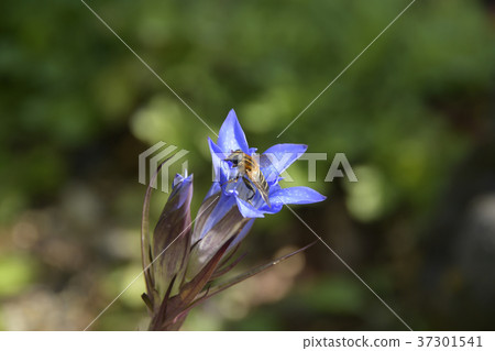 Rindou flower and bee 37301541