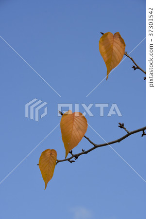 Sakura's leaves Sakura's leaves 37301542