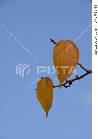 Sakura's leaves Sakura's leaves 37301543