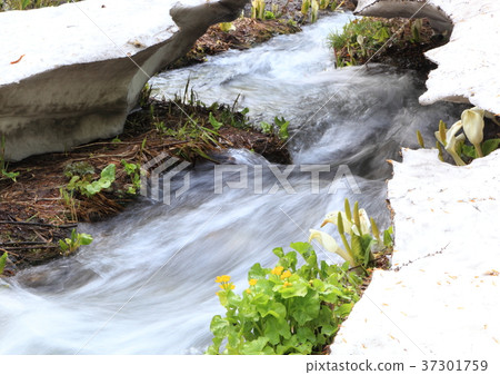融化水和龍金卡 融化水和龍金卡 37301759