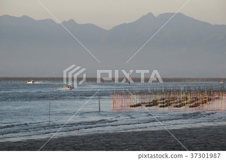 Ariake seaweed farming Ariake seaweed farming 37301987