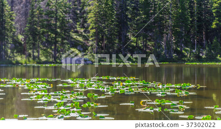 Nymph Lake, Colorado 37302022