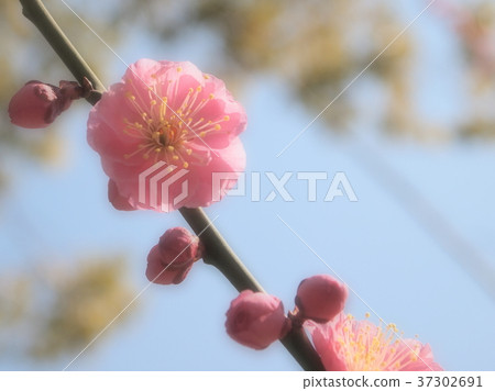 蓬鬆的梅花 蓬鬆的梅花 37302691