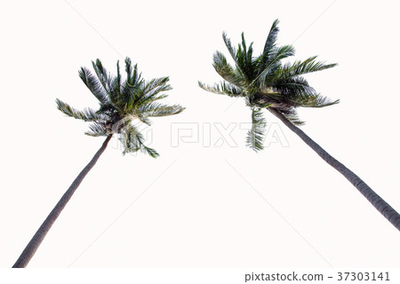 Two Coconut palm trees isolated on white 37303141