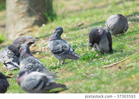 A group of pigeons 37303583