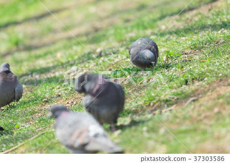 一群鴿子 一群鴿子 37303586
