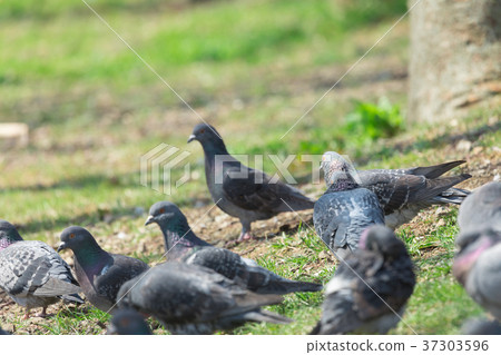 A group of pigeons 37303596