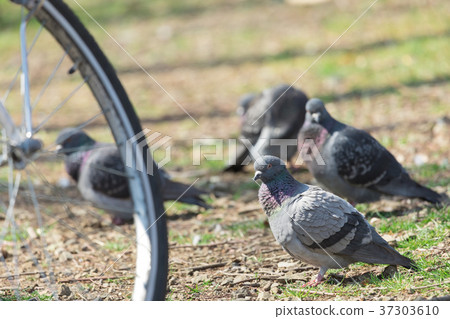 一群鴿子 一群鴿子 37303610