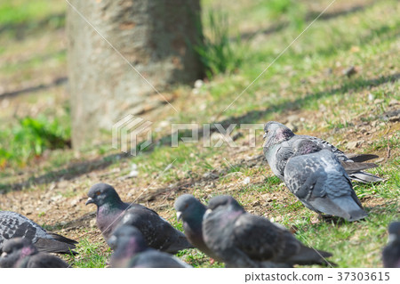 A group of pigeons 37303615